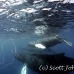 whale_humpback_h_00279_dom3680.jpg